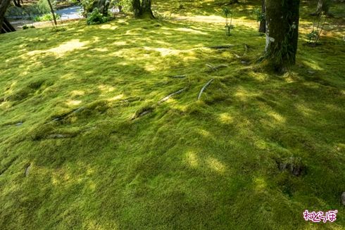 そうだ 京都、行こう。