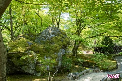 そうだ 京都、行こう。