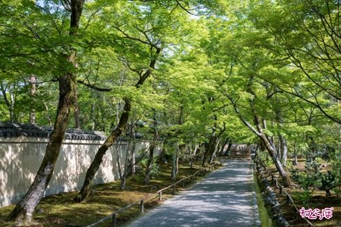 そうだ 京都、行こう。