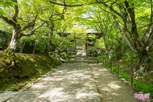 そうだ 京都、行こう。