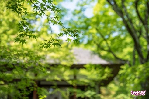 そうだ 京都、行こう。