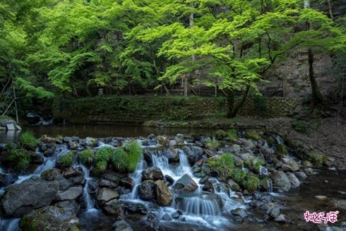 そうだ 京都、行こう。