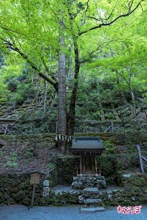 そうだ 京都、行こう。