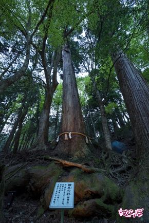 そうだ 京都、行こう。