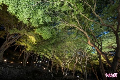 そうだ 京都、行こう。