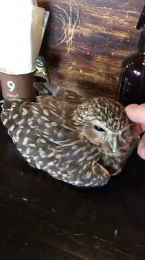 フクロウ 野生を捨てた パクチーバル8889