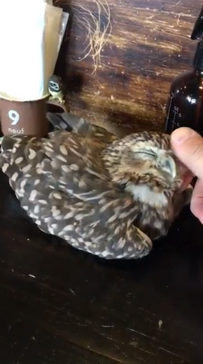 フクロウ 野生を捨てた パクチーバル8889