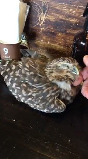 フクロウ 野生を捨てた パクチーバル8889