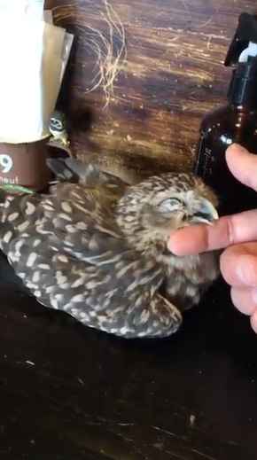 フクロウ 野生を捨てた パクチーバル8889