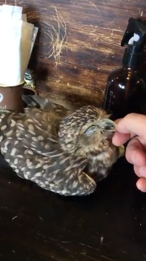 フクロウ 野生を捨てた パクチーバル8889