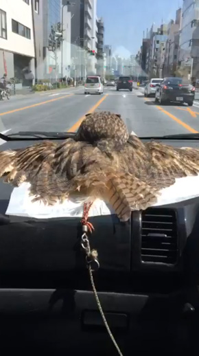 フクロウ 野生を捨てた パクチーバル8889