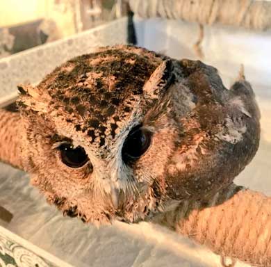 フクロウ 野生を捨てた パクチーバル8889