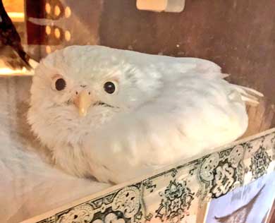 フクロウ 野生を捨てた パクチーバル8889
