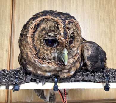 フクロウ 野生を捨てた パクチーバル8889