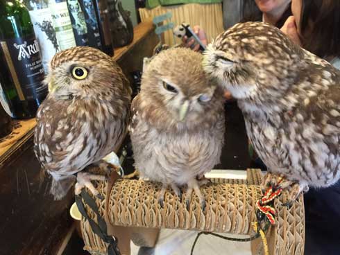 フクロウ 野生を捨てた パクチーバル8889