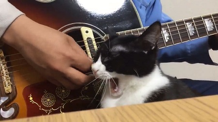 なでて欲しいネコ