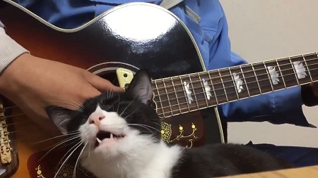 なでて欲しいネコ