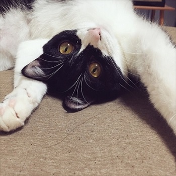 なでて欲しいネコ