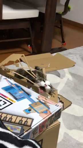 ニンテンドーラボ 残骸 遊ぶ 猫