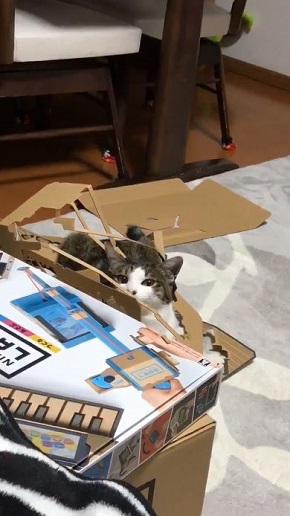 ニンテンドーラボ 残骸 遊ぶ 猫