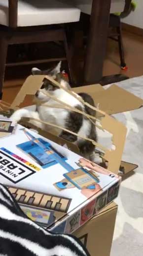 ニンテンドーラボ 残骸 遊ぶ 猫