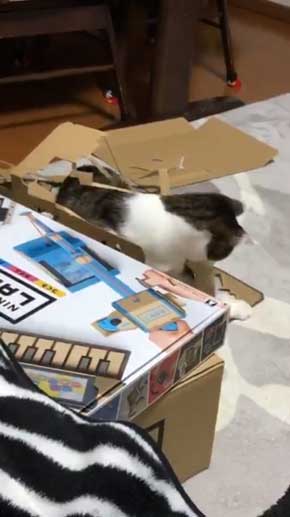 ニンテンドーラボ 残骸 遊ぶ 猫