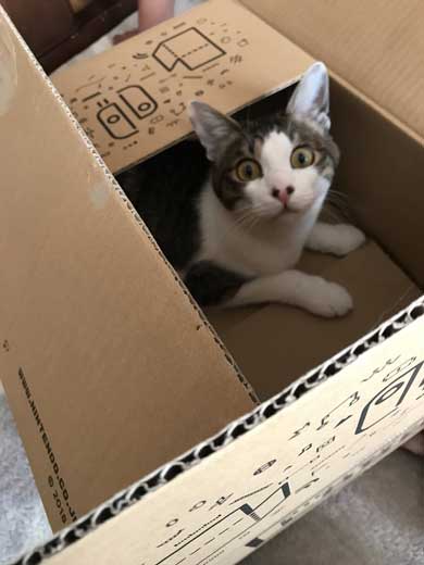 ニンテンドーラボ 残骸 遊ぶ 猫