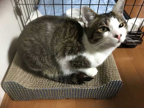 ニンテンドーラボ 残骸 遊ぶ 猫