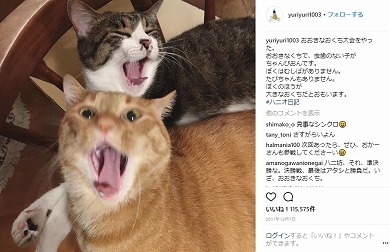 石田ゆり子 ハニオ タビ 自宅 ストレッチ Instagram 年齢 ハニオ タビ