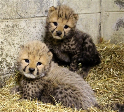 姫路セントラルパーク・チーター