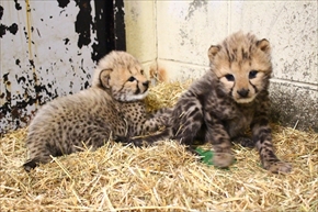 姫路セントラルパーク・チーター