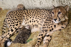 姫路セントラルパーク・チーター