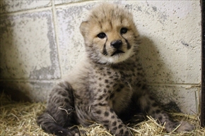 姫路セントラルパーク・チーター