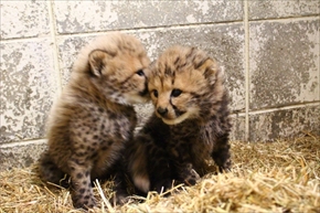 姫路セントラルパーク・チーター