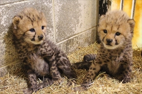 姫路セントラルパーク・チーター