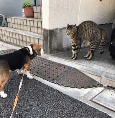 猫 教科書通り 絵に描いたような 怒り方 威嚇 目 模様