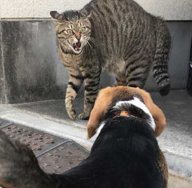 猫 教科書通り 絵に描いたような 怒り方 威嚇 目 模様