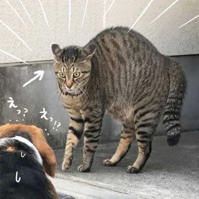 猫 教科書通り 絵に描いたような 怒り方 威嚇 目 模様