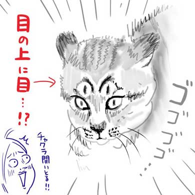 猫 教科書通り 絵に描いたような 怒り方 威嚇 目 模様