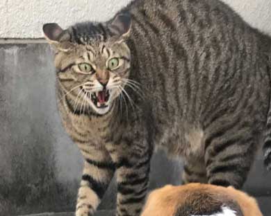 猫 教科書通り 絵に描いたような 怒り方 威嚇 目 模様