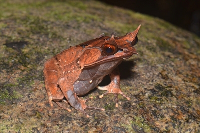 サンシャイン水族館・化ケモノ展