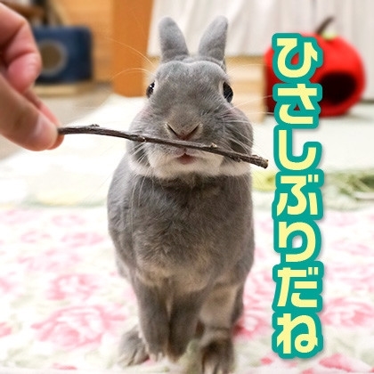 うさぎのふうた