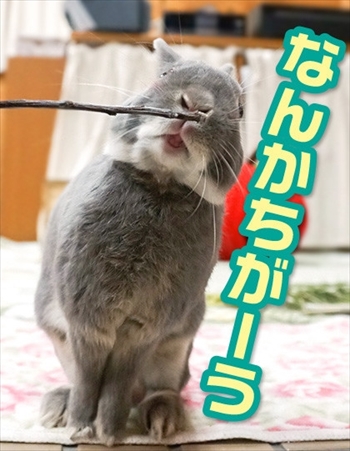 うさぎのふうた