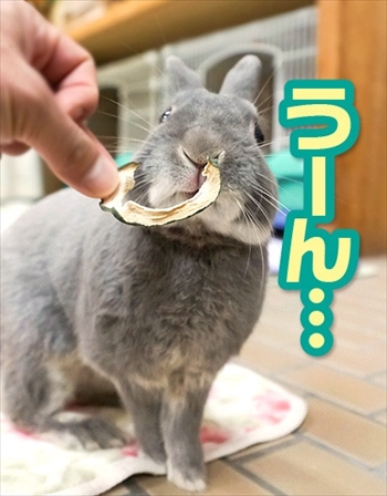 うさぎのふうた