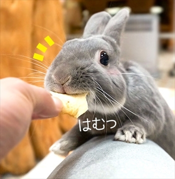 うさぎのふうた