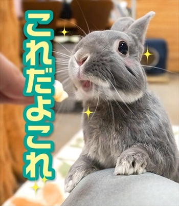 うさぎのふうた