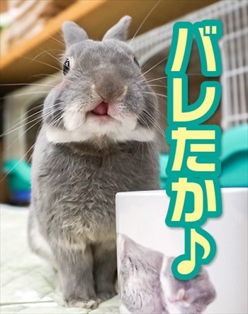 うさぎのふうた