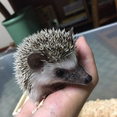 ハムスター 爪切り 顔 普段 ギャップ