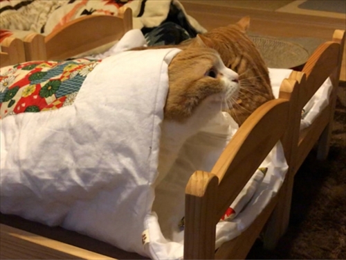 茶太郎 きなこの短足日記