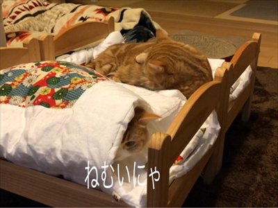 茶太郎 きなこの短足日記